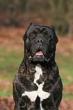 CANE CORSO 1410